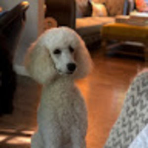 Meet your Posher, Elizabeth